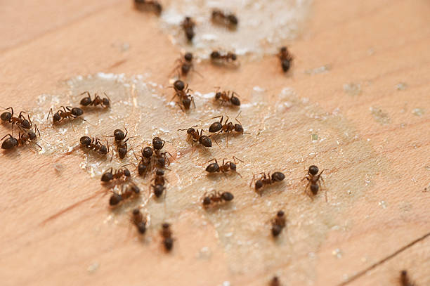 Spider Control Near Me in Maryland Heights, MO